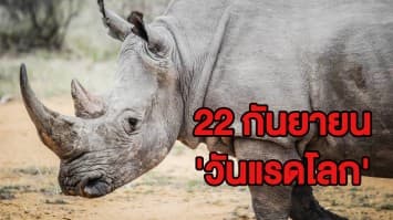 22 กันยายน 'วันแรดโลก' ในป่าไทยยังมีแรดอยู่ไหม? แล้วทั่วโลกมีแรดเหลืออยู่กี่ตัว  