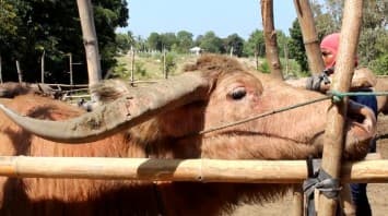 ปศุสัตว์โคราช ลงพื้นที่ฉีดวัคซีนให้โคกระบือ เฝ้าระวังโรคระบาดสัตว์ในช่วงอากาศเปลี่ยนแปลง