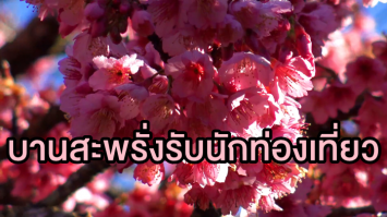 สวยมาก! ซากุระญี่ปุ่นดอยอ่างขาง เริ่มบานสะพรั่งรับนักท่องเที่ยวแล้ว