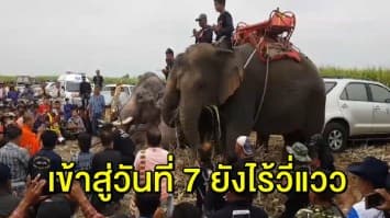 ยังไร้วี่แวว เด็กเมียนมาหายในไร่อ้อย ‘วังช้างอยุธยา’ ขนช้าง 4 เชือก ร่วมช่วยค้นหา