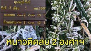 ยอดดอยอินทนนท์เย็นจัด อุณหภูมิติดลบ 2 องศาฯ ‘เหมยขาบ’ แรกปี 62 โผล่อวด นทท.