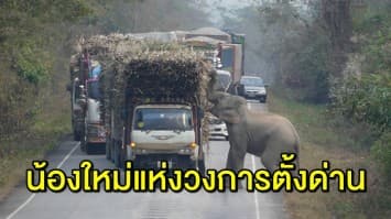 ช้างป่าตั้งด่านลอย ตรวจรถบรรทุก ขออ้อยเป็นค่าผ่านทาง