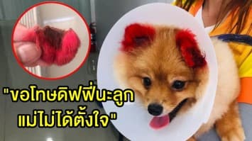 เจ้าของหมาปอม เผยไม่โทษร้าน ย้อมสีจนหูหลุด ลั่น "ขอโทษดิฟฟี่นะลูก แม่ไม่ได้ตั้งใจ"