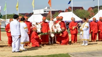 ‘พระโค’ เสี่ยงทาย กิน ‘ข้าว-น้ำ-หญ้า’ ธัญญาหาร ผลาหาร จะบริบูรณ์ดี น้ำท่าจะบริบูรณ์พอสมควร