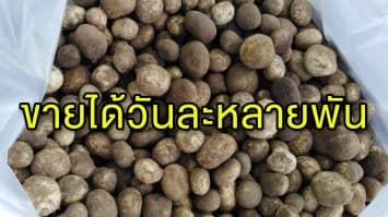 คึกคักสุดๆ ชาวลาวหอบ 'เห็ดเผาะ' ข้ามโขง ขายได้วันละหลายพันบาท