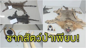 รวบหนุ่มวัย 31 ปี หลังพบซากสิงโต-เสือดาว-เครื่องราชฯปลอม ในบ้านย่านลาดพร้าว