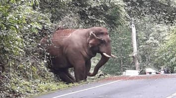 เผยภาพน่ารัก ช้างป่า ยืนหลบข้างทาง ไม่ขึ้นมาบนถนนให้รถติด