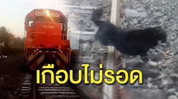 คลิปคนขับรถไฟเบรกกะทันหัน จอดช่วยชีวิตเจ้าหมาน้อยถูกคนใจร้ายแกล้งล่ามโซ่ติดกับราง