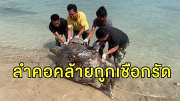 เต่าตนุยักษ์ถูกคลื่นซัดเกยชายหาดบนเกาะพะงัน พบลำคอคล้ายถูกเชือกรัด คาดตายจาการติดอวน 