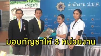 ป.ป.ส. ส่งมอบกัญชาให้ 3 หน่วยงานไปสกัดน้ำมันกัญชารักษาโรค