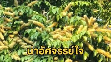 'ต้นสะตือ' อายุกว่า 300 ร้อยปีออกดอกบานสะพรั่งรับปีใหม่