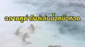 ฝูงฉลามหูดำโผล่ว่ายน้ำเล่นหน้าหาดเกาะตาชัย