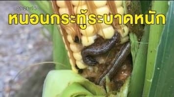 เกษตรกรร้อง หนอนกระทู้ระบาดหนัก ไร่ข้าวโพดเสียหายวงกว้าง วอน 'บิ๊กตู่' ช่วยเหลือ