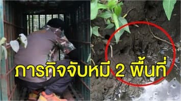 ยังจับไม่ได้! หมีควายขอนแก่น จนท.กระชับพื้นที่เพิ่มกรงดัก 7 จุด - ชาวสมุทรสงครามผวา เจอหมีเลี้ยงหลุดอีก