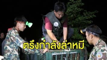จนท.เร่งตรึงกำลังล่า 'หมีควาย' เผยเตรียมกดดันจับให้ได้เช้านี้