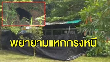 'เจ้าแตงโม' ฟื้นตัวแล้วแต่ยังหวาดระแวง จนท.เผยเตรียมย้ายไปเขาค้อ หลังพยายามแหกกรงหนี