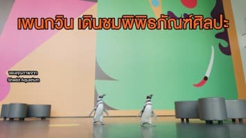 ชมความน่ารัก! 2 เพนกวิน เดินชมพิพิธภัณฑ์ศิลปะที่สหรัฐฯ