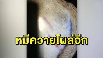 หมีควายโผล่อีก ไล่ตะปบหมาของแม่ค้าขายของ ในน้ำตกนางรอง ได้รับบาดเจ็บ