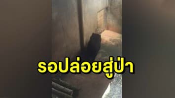 จนท. ย้าย 'แตงโม' จากขอนแก่นมาที่เขาค้อแล้ว สภาพร่าเริง รอปล่อยป่า