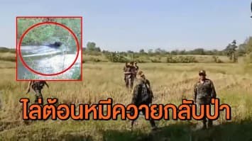 จนท.เพชรบูรณ์ครึ่งร้อย ไล่ต้อน 'หมีควาย' กลับเข้าป่า  