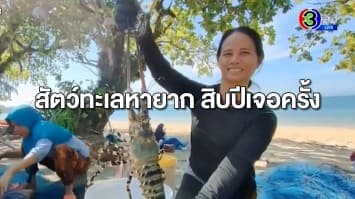 คู่ผัวเมียตกงาน จับกุ้งมังกร 7 สีได้ หายาก สิบปีเจอครั้ง ราคาสุดสะพรึง