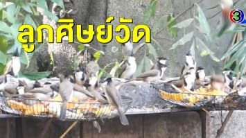นกกรงหัวจุกนับร้อย แห่รอกินอาหารจากเจ้าอาวาสวัดดัง