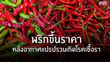 พริกแพง! หลังอากาศแปรปรวนเกิดโรคเชื้อรา