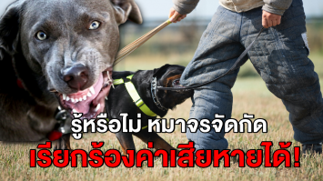 ไขข้องใจ! หมาจรจัดกัด คน-ทรัพย์สินเสียหาย ใครต้องรับผิดชอบ?