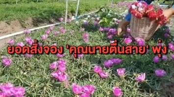สีสันวาเลนไทน์ ตลาดดอกไม้คึกคัก ยอดออเดอร์ ‘คุณนายตื่นสาย’ มาแรง