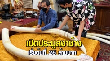 เปิดประมูลงาช้างพลายบุญชัย อายุ 51 ปี เริ่มต้นที่ 25 ล้านบาท หารายได้เข้าศูนย์อนุรักษ์ช้าง