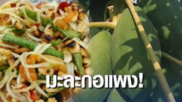 มะละกอแพง! ราคาหน้าสวน กิโลละ 23 บาท เกษตรกรเผยสาเหตุเพราะน้ำท่วม ทำผลผลิตเสียหาย 