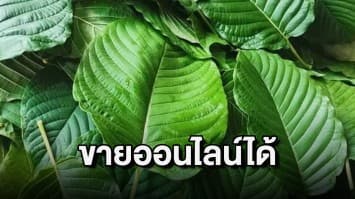 กมธ.ไฟเขียว! "พืชกระท่อม" ขายออนไลน์ได้ แนะรัฐฯให้สนับสนุนผู้ปลูกในประเทศ