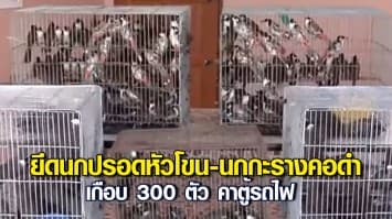 ปทส.ตรวจยึด นกปรอดหัวโขน-นกกะรางคอดำ เกือบ 300 ตัว คาตู้รถไฟ ส่งปลายทางหาดใหญ่-นราธิวาส