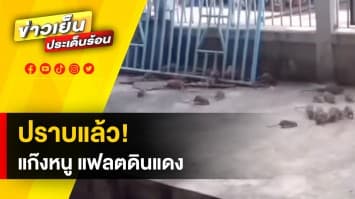 การเคหะลงพื้นที่ปราบ “กองทัพหนู” แฟลตดินแดง หวั่นเป็นแหล่งกระจายโรค 