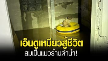 สมเป็นแมวร้านดำน้ำ! เอ็นดูน้องเหมียวสู้ชีวิตเกาะเบาะลอยคอ หลังน้ำท่วมทำพิษ