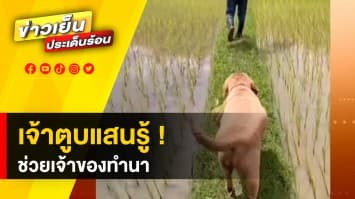 ขวัญใจชาวเน็ต ! "เจ้าหยดย้อย" หมาน้อยแสนรู้ ช่วยเจ้านายทำนา