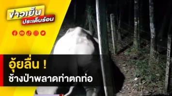 อุ๊ยลื่น ! ช้างป่าลงมาหากินสวนชาวบ้าน พลาดท่าตกท่อ โชคดีบาดเจ็บเล็กน้อย