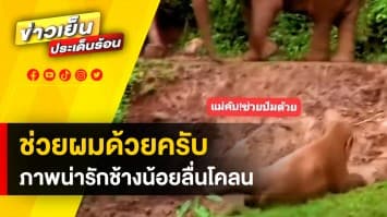 สามัคคีคือพลัง ! สายสัมพันธ์อันแสนอบอุ่นของน้องช้าง ที่ช่วยเหลือกัน