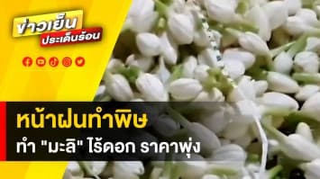 แม่ค้าโอด ! ฝนตกหนักทำ “มะลิไร้ดอก” ต้นทุนเพิ่ม-ยอดจองซบเซา 