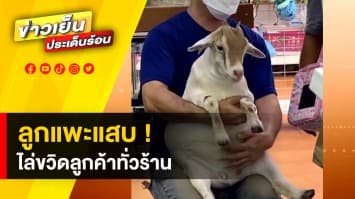 สุดน่ารัก ! เจ้าของอุ้ม “ลูกแพะ” สุดแสบ หลังไล่ขวิดลูกค้าทั่วร้าน