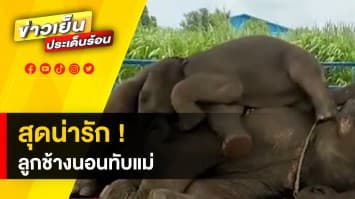 สุดน่ารัก ! “ลูกช้าง” นอนเกย "แม่ช้าง" แสดงความรัก ในวันพิเศษ