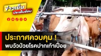 ประกาศ ! กำหนดเขตโรคระบาดชั่วคราว หลังพบ โรคปาก-เท้าเปื่อย ในโคขุน 