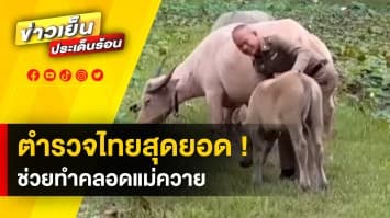 ตำรวจไทย ทำได้ทุกอย่าง ! ล่าสุด ช่วยทำคลอดควาย เป็นที่พึ่งแรกของชาวบ้านจริง ๆ