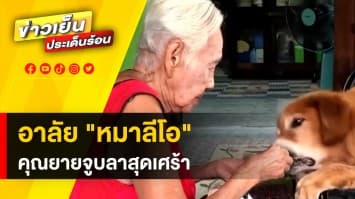 อาลัย “หมาลีโอ” ตายจากคุณยายแล้ว สุดเศร้า ! จูบลาครั้งสุดท้าย