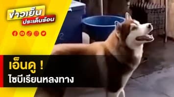 เอ็นดู ! น้องหมาไซบีเรียน หลงทาง-หิวโซ ล่าสุด เจอเจ้าของแล้ว