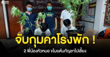 จับคาโรงพัก ! สองพี่น้องหัวหมอ ขโมยต้นกัญชา ขณะมาตามเรื่องอุบัติเหตุรถเฉี่ยวชน