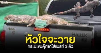 หัวใจจะวาย ! กระบะขนตุ๊กแกใส่แมสก์ 3 ตัว ชาวเน็ตเห็นแล้วเอ็นดู