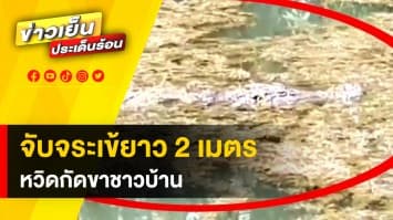 ลุ้นระทึก ! จับจระเข้ยาว 2 เมตร หลังชาวบัาน หวิดโดนกัดขา เดชะบุญหลบทัน