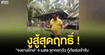งูสู้สุดฤทธิ์ ! งูจงอางยักษ์ ความยาว 4 เมตร ซุกคอกวัว กู้ภัยล้อมจับ งูไม่ยอมให้จับ