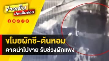 โจรผักชี ! ย่องลัก “ต้นหอม-ผักชี” คาดนำไปขายต่อ ต้อนรับราคาผักแพง